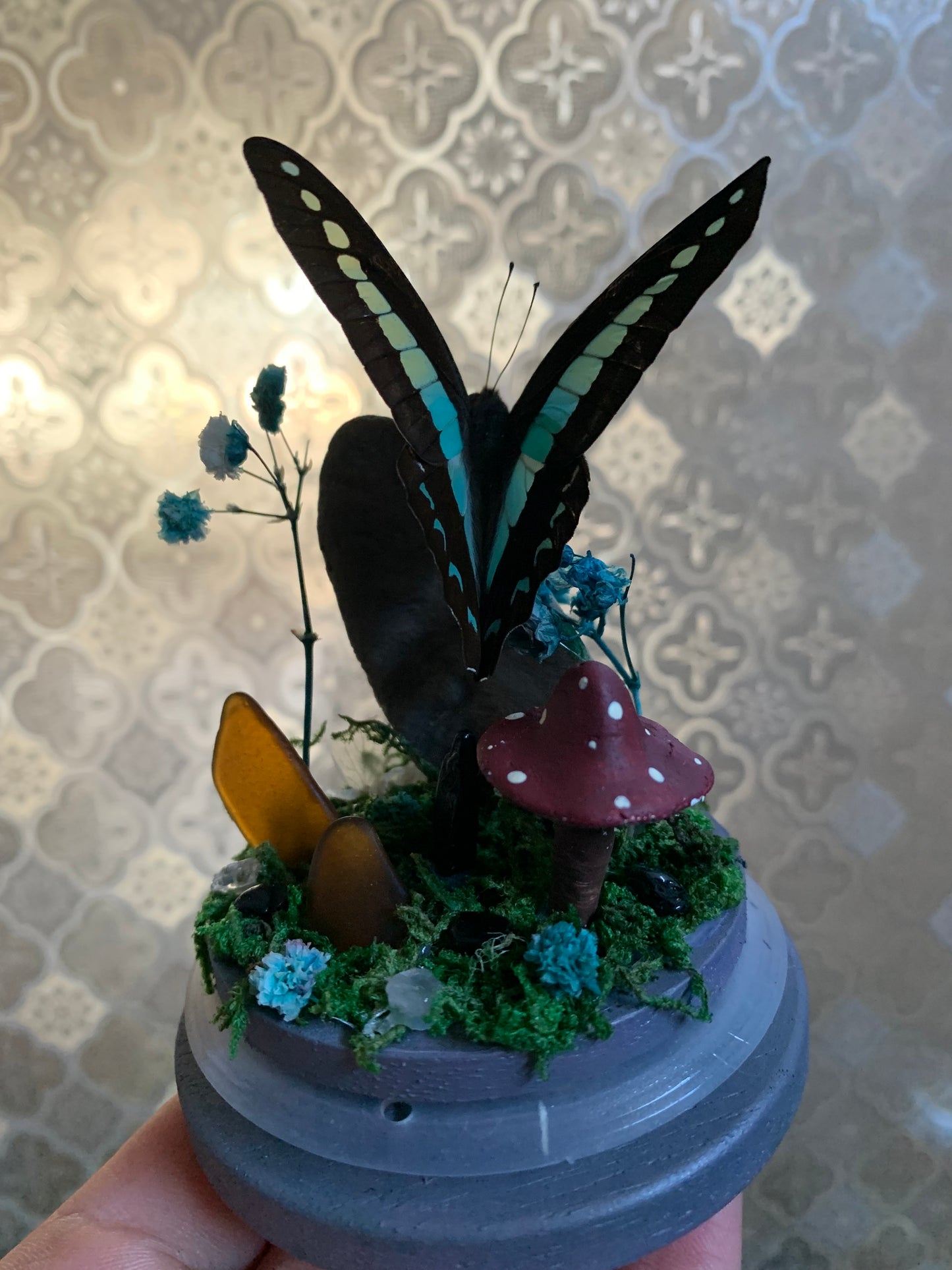small Graphium sarpedon butterfly dome