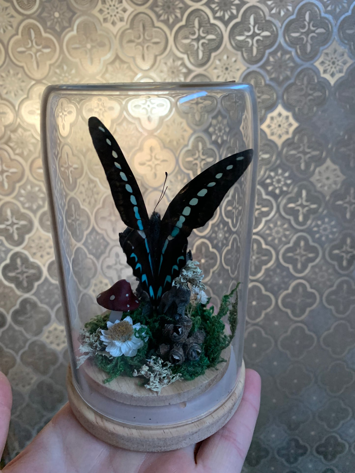 Small Graphium Sarpedon dome