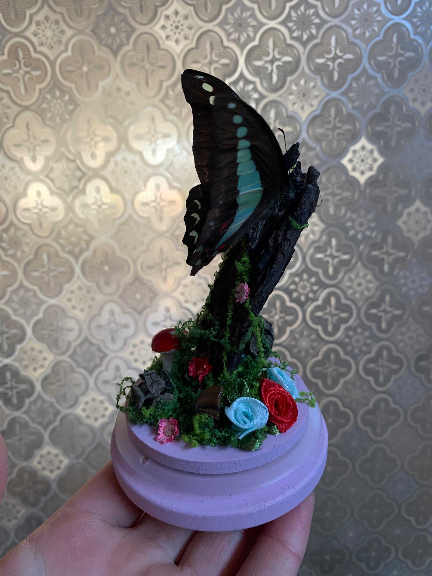 Small Graphium Sarpedon dome