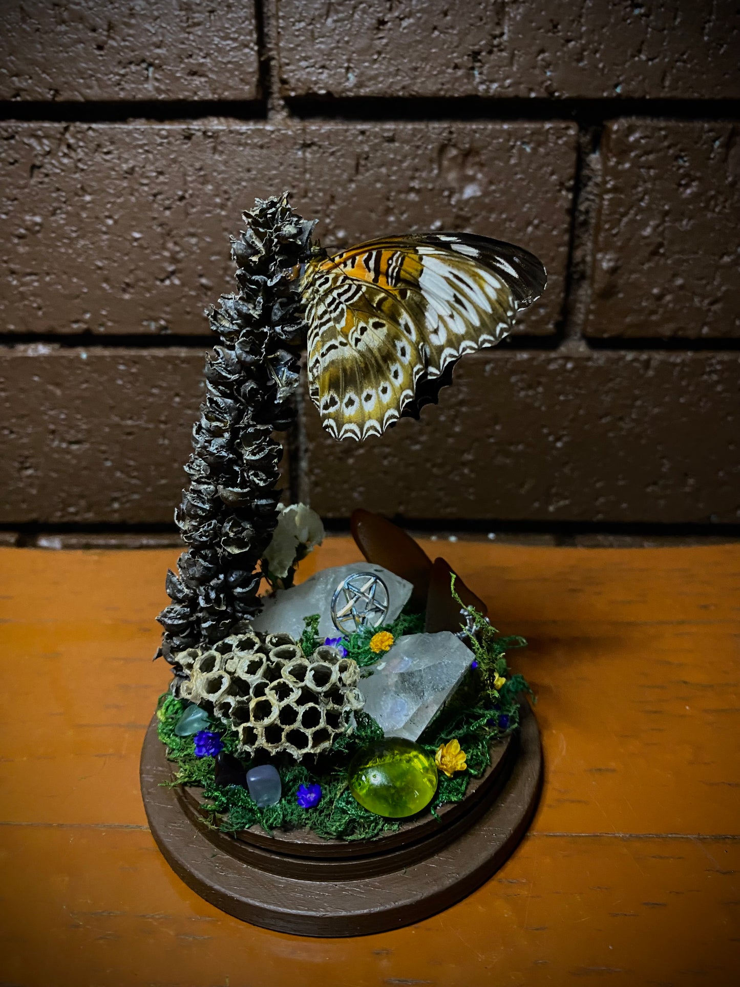 Butterfly Dome (Cethosia chrysippe cydippe)