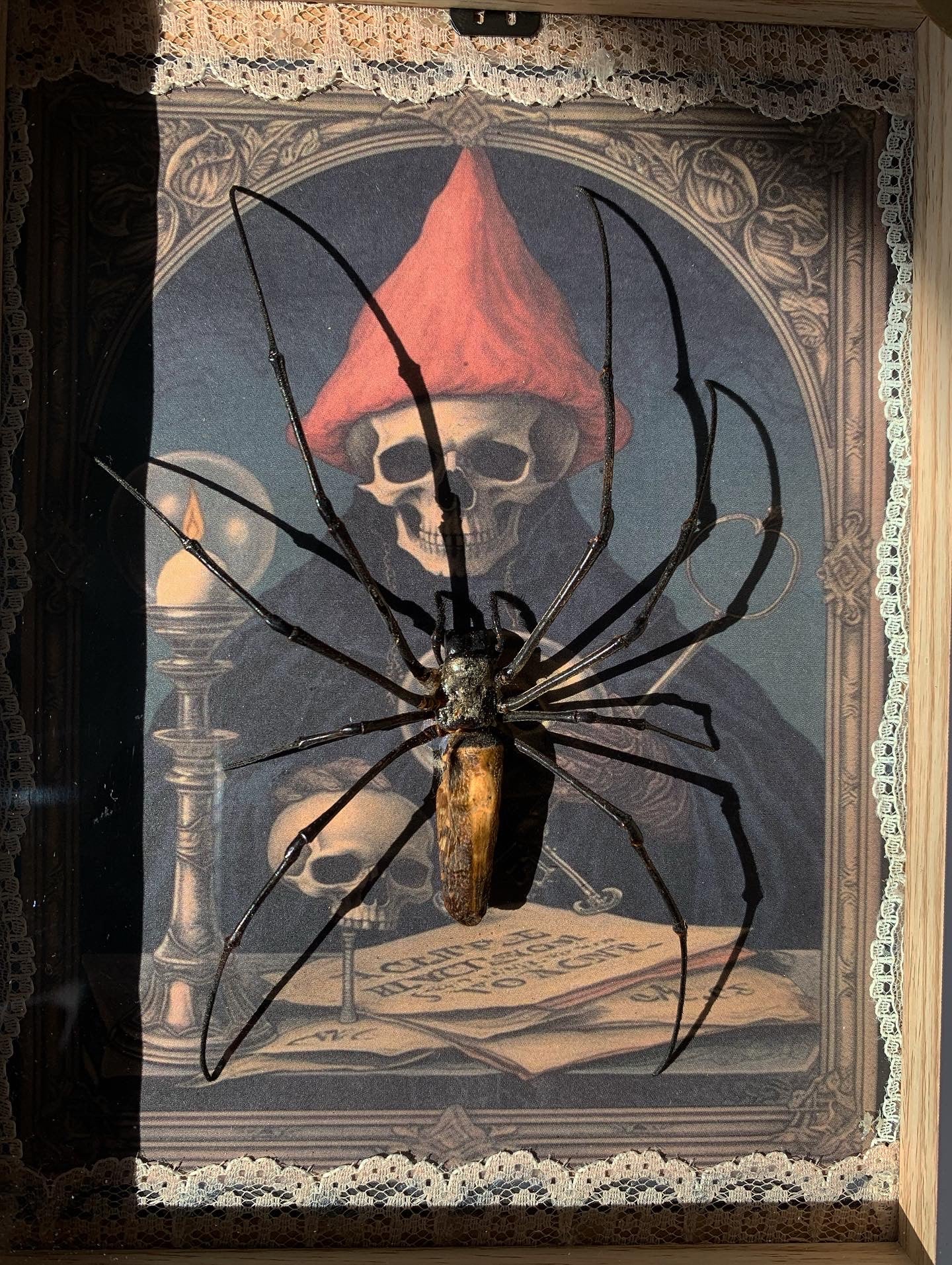 Golden Orb spider frame
