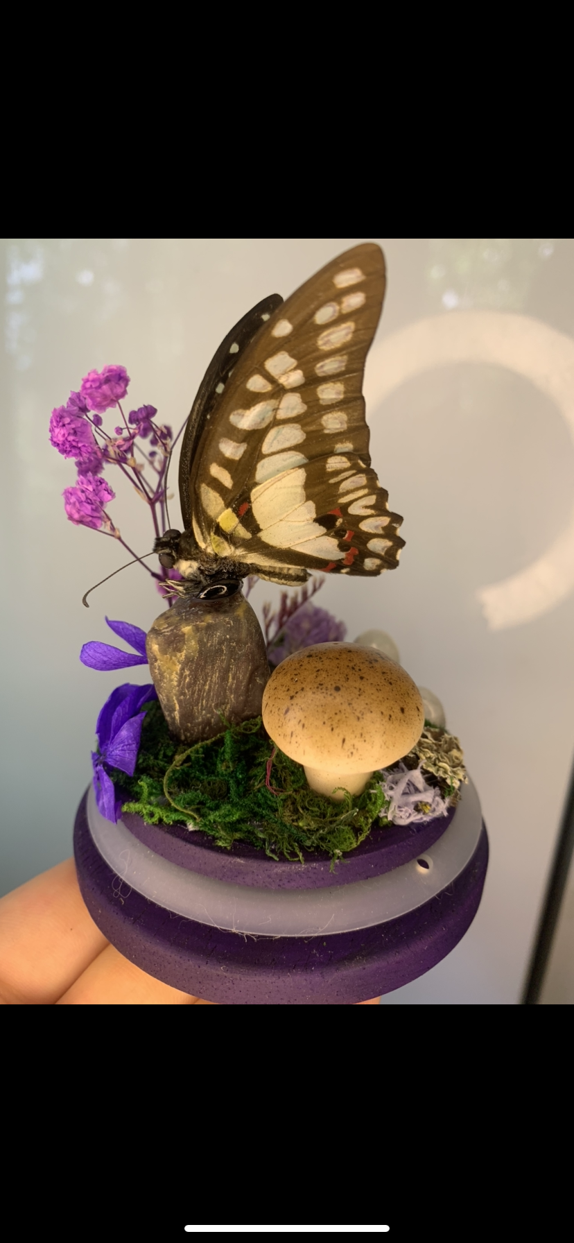 Small butterfly dome