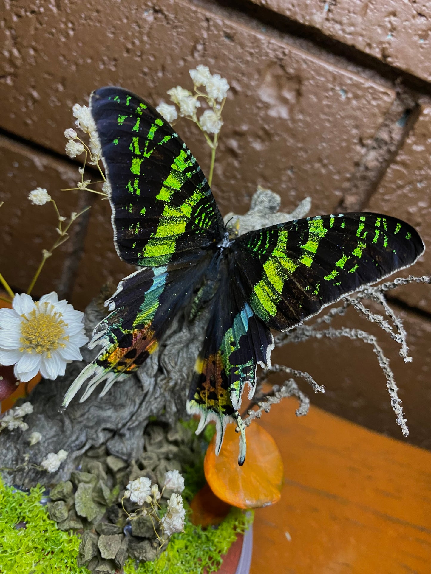Large Butterfly Dome with Sunset Moth