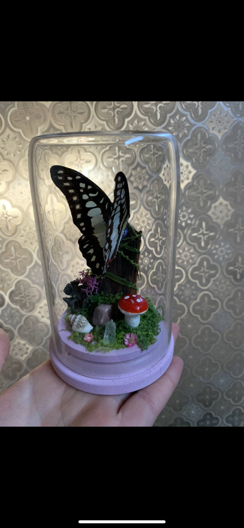 Small Graphium Sarpedon dome