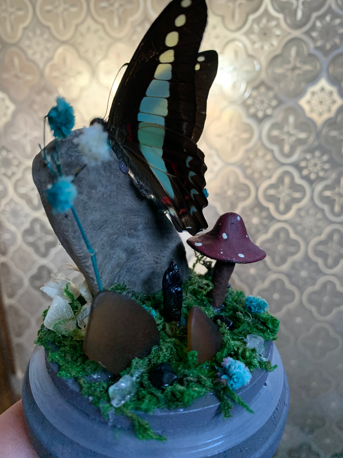 small Graphium sarpedon butterfly dome