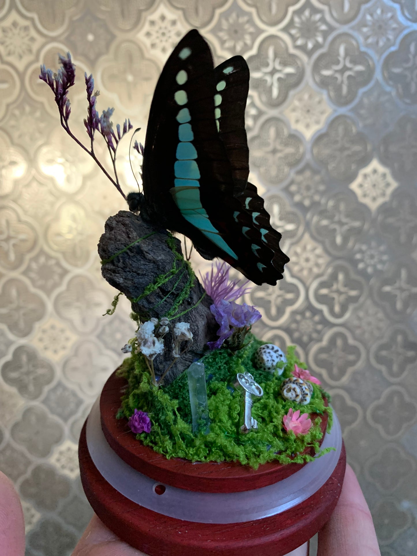 Small Graphium Sarpedon dome