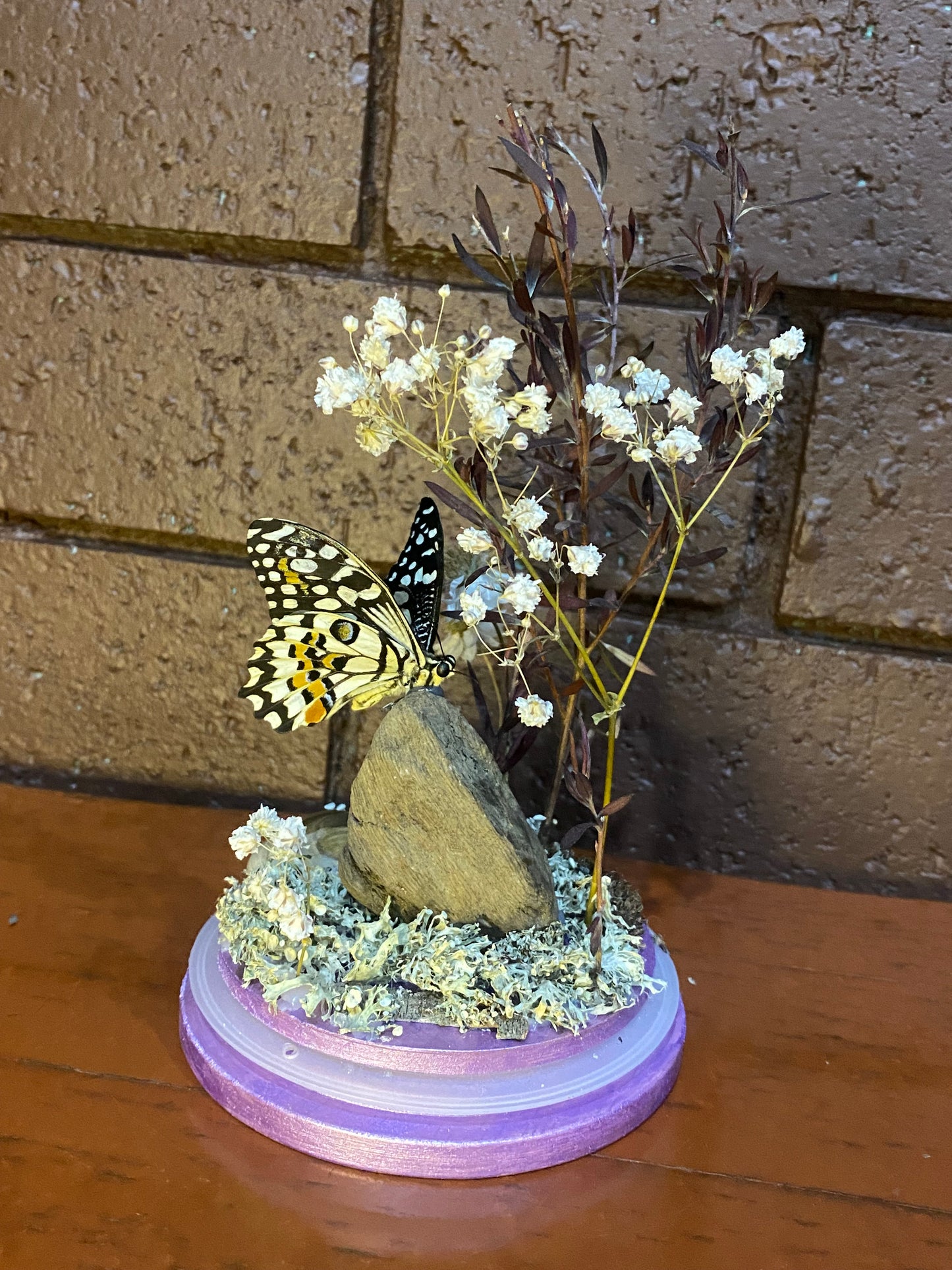 Large Purple Butterfly Dome (Papilio demoleus libanius)