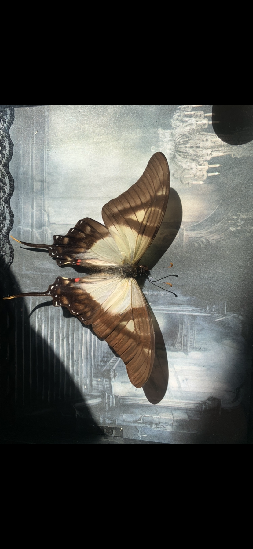 Butterfly frame
