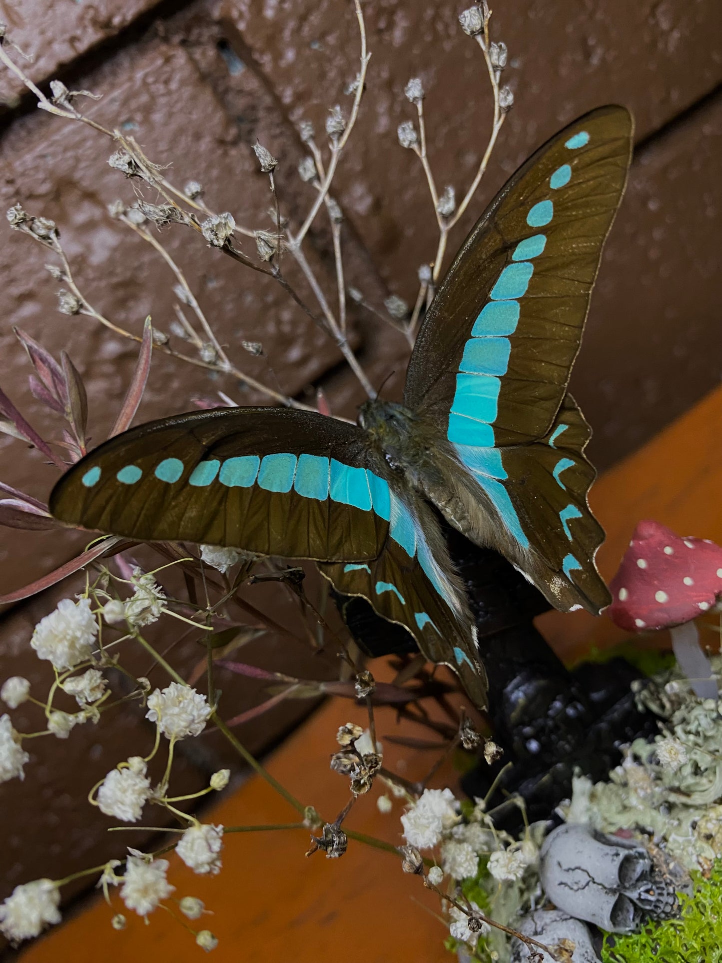 Large Butterfly Dome with Graphium Sarpedon