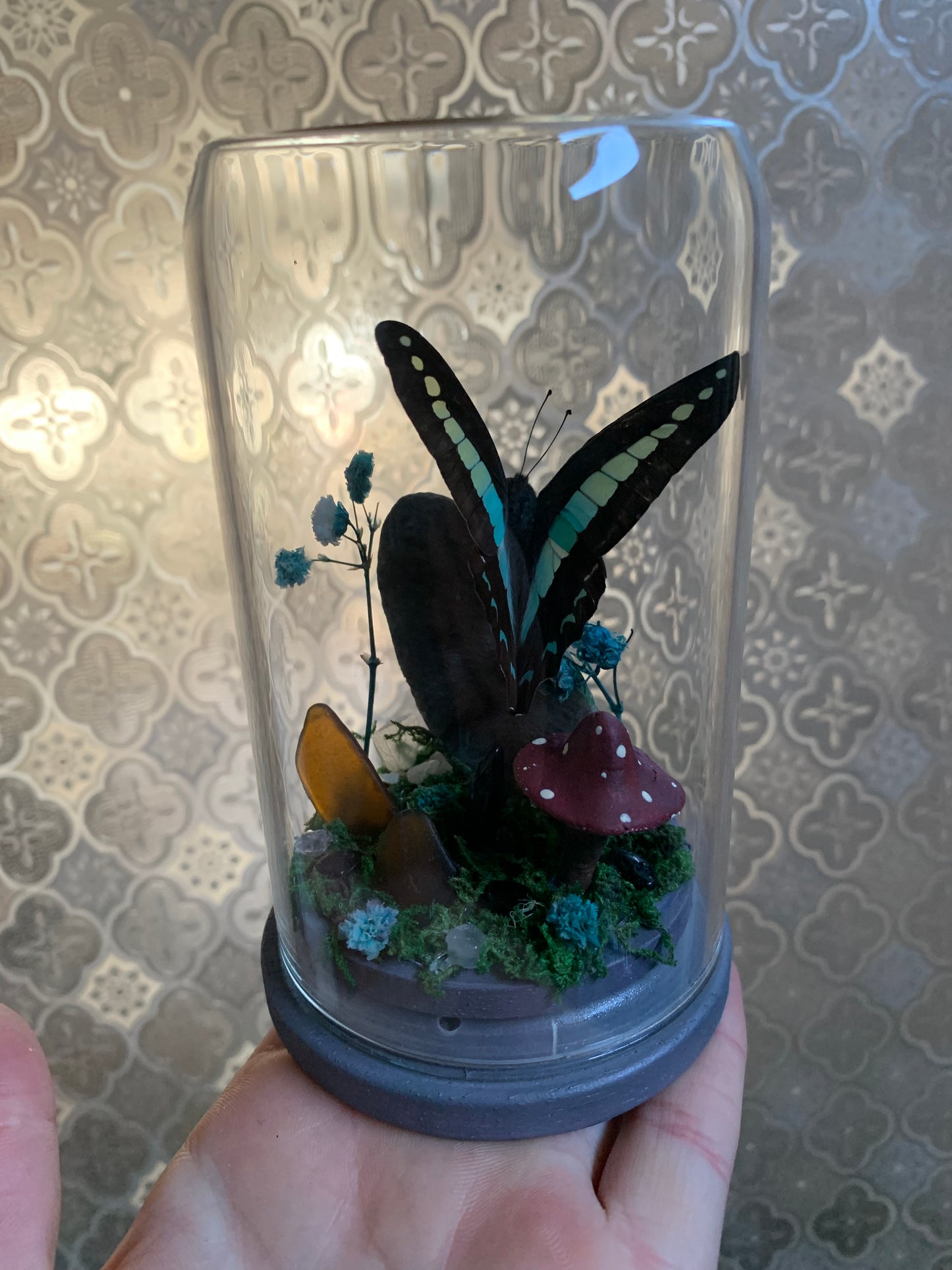 small Graphium sarpedon butterfly dome