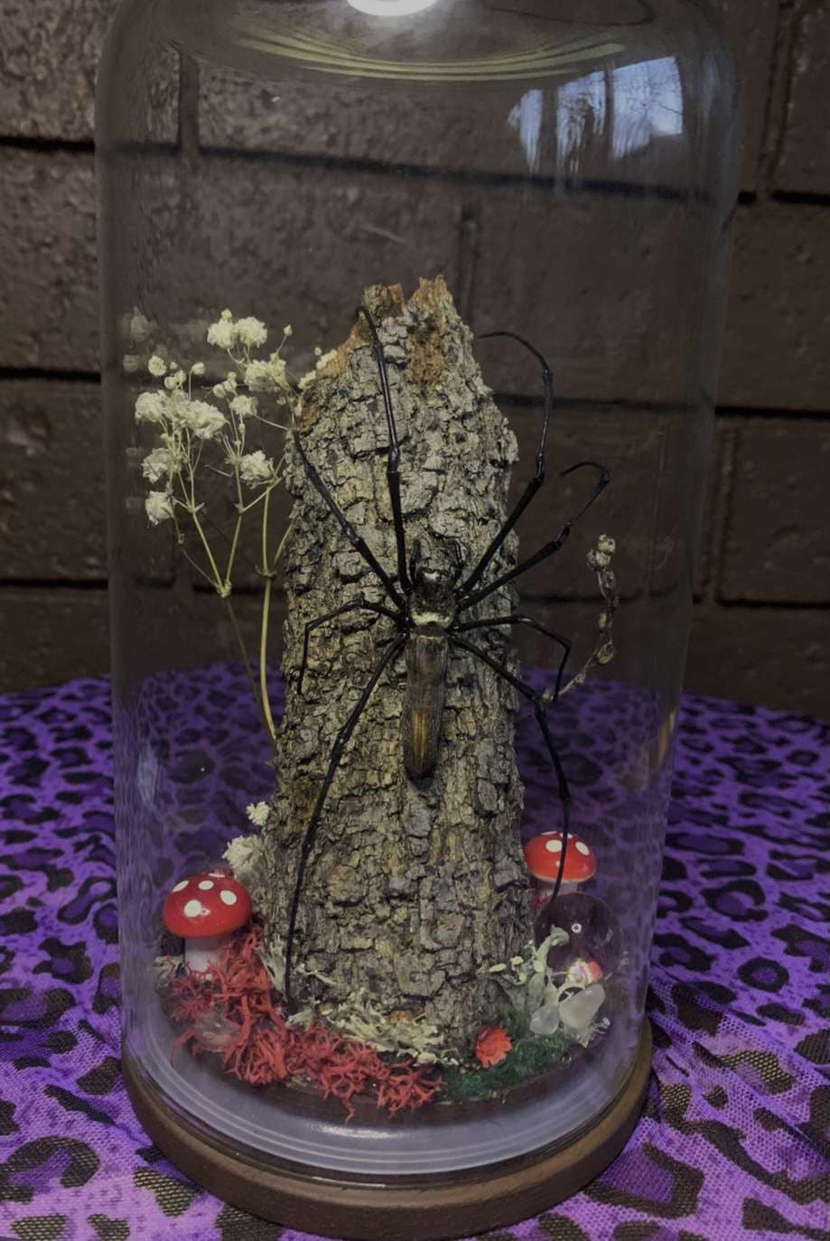Golden Orb Spider Dome