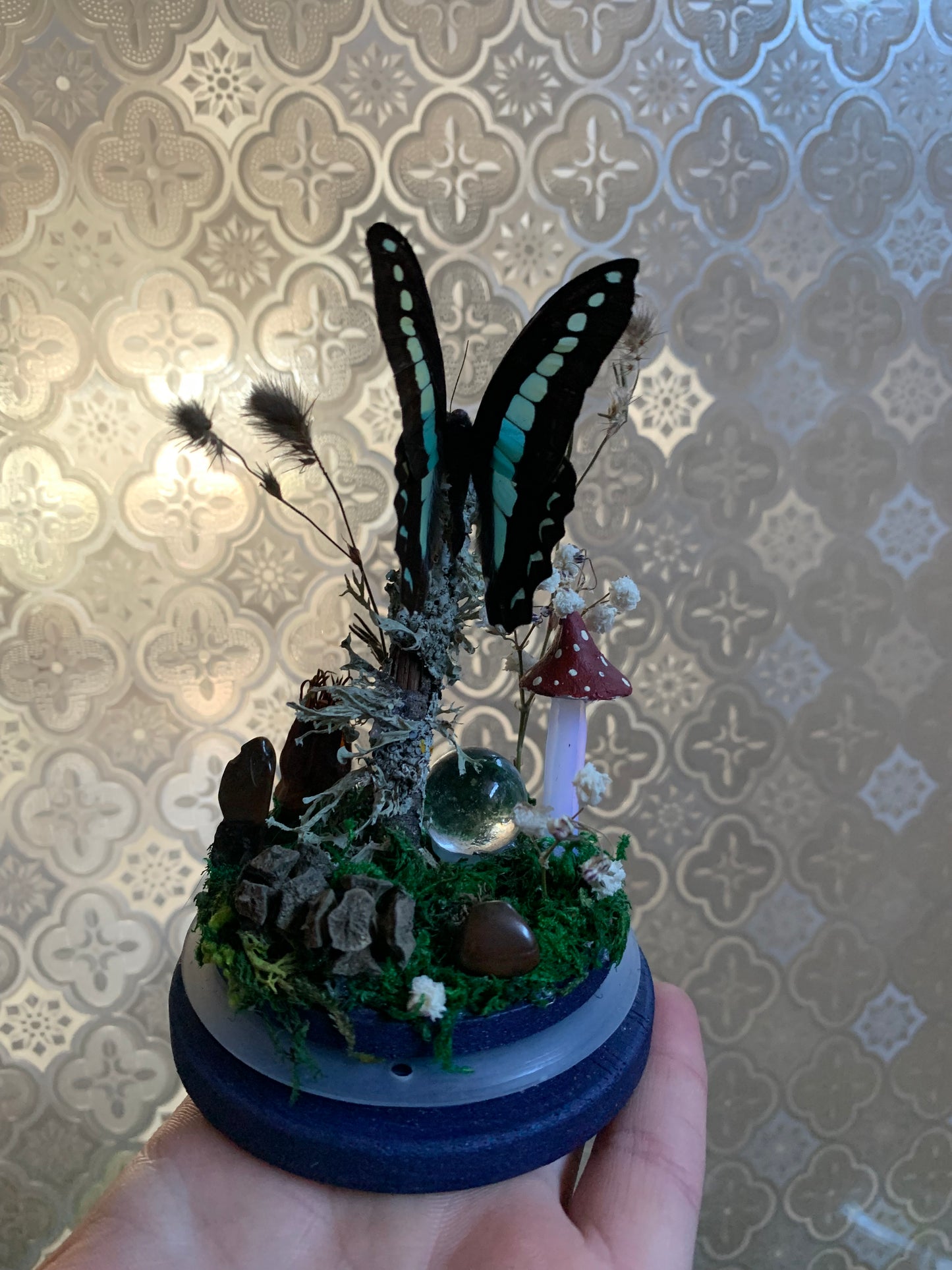 Small Graphium Sarpedon dome