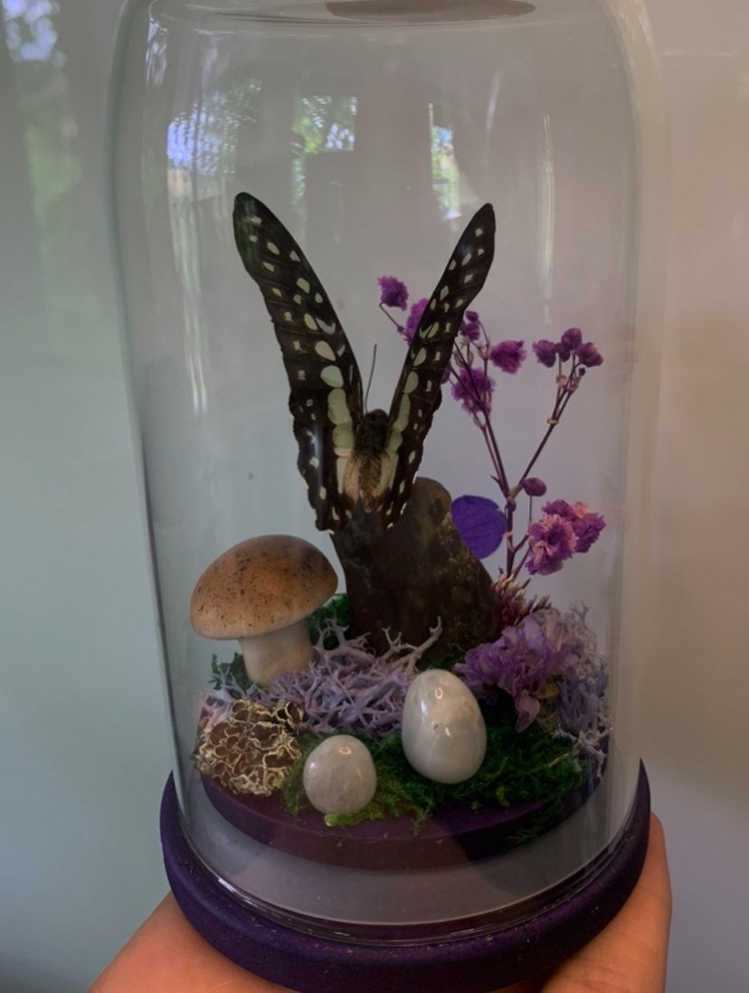 Small butterfly dome
