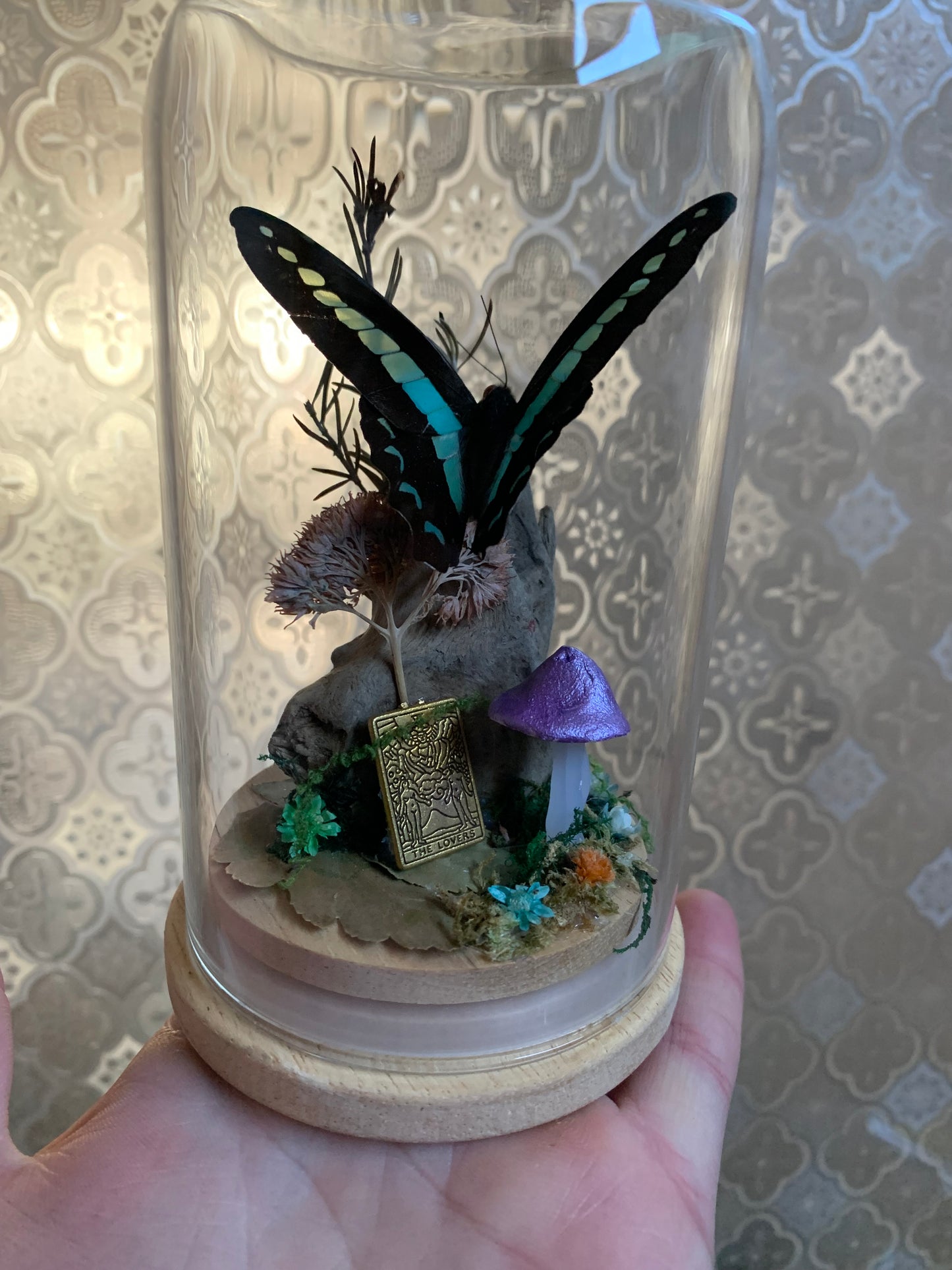 Small Graphium Sarpedon dome