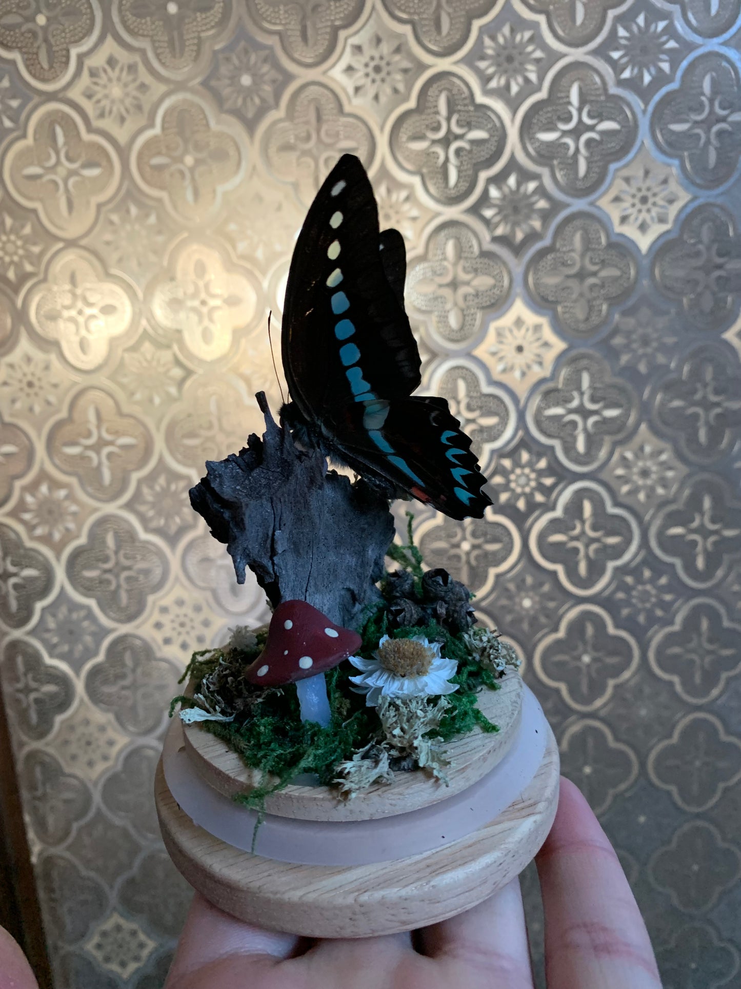 Small Graphium Sarpedon dome