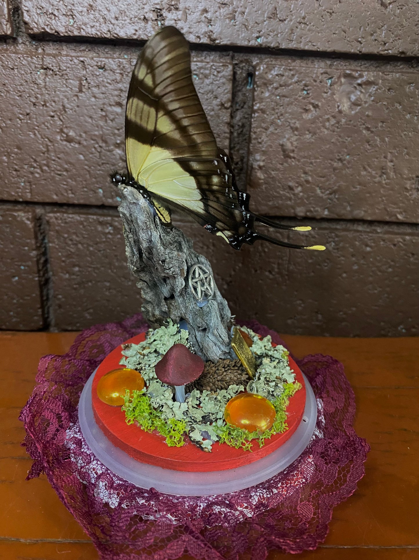 Large Butterfly Dome ( Eurytides serville)