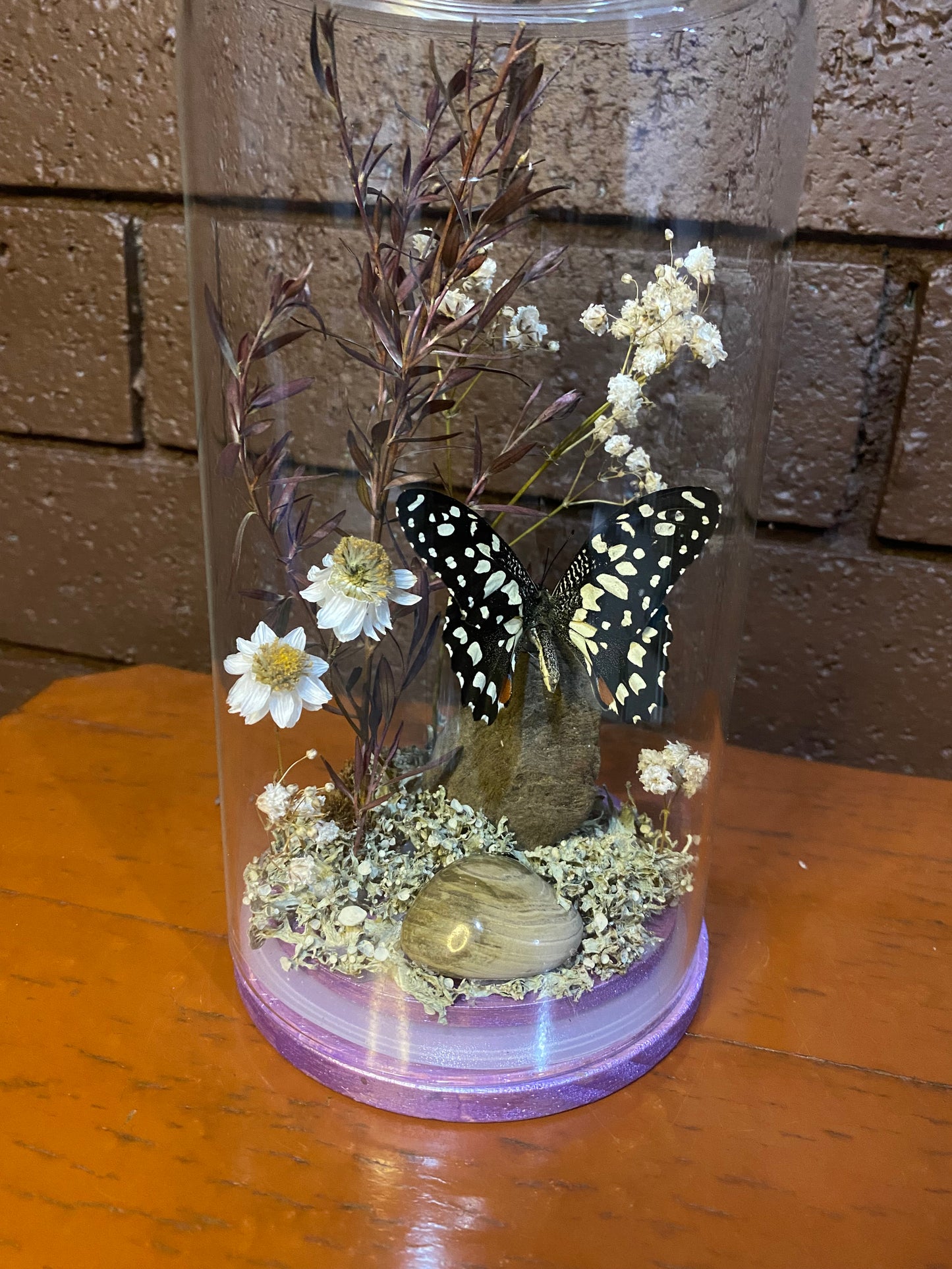 Large Purple Butterfly Dome (Papilio demoleus libanius)