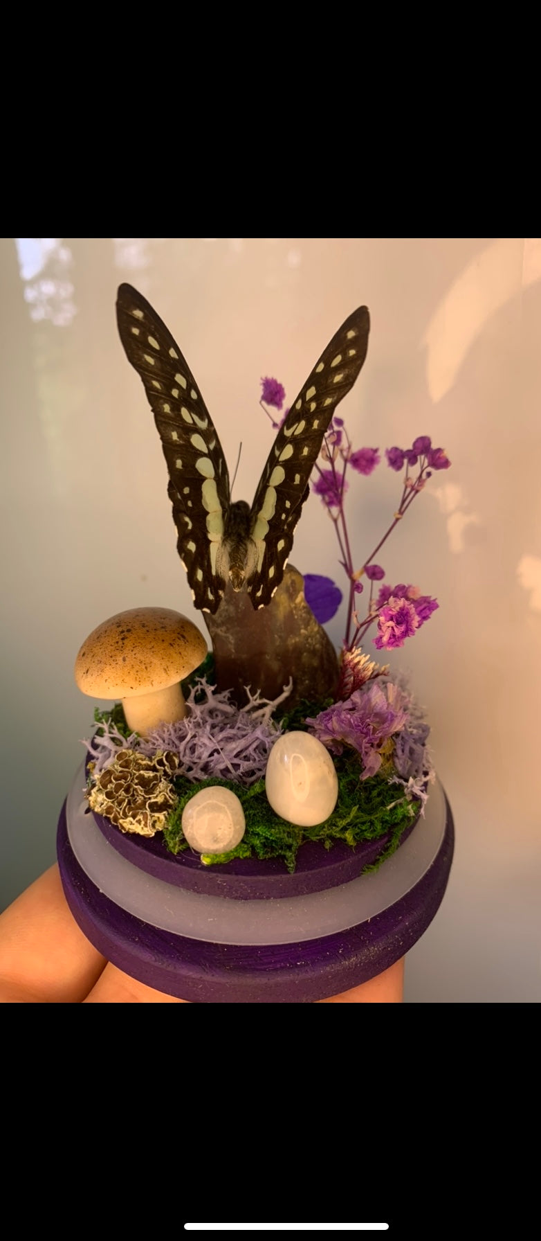 Small butterfly dome