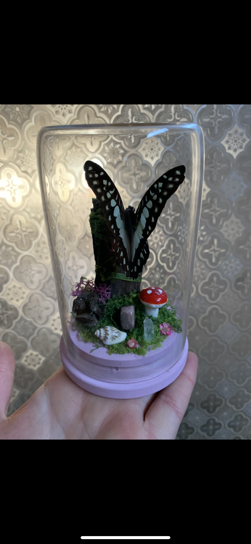 Small Graphium Sarpedon dome
