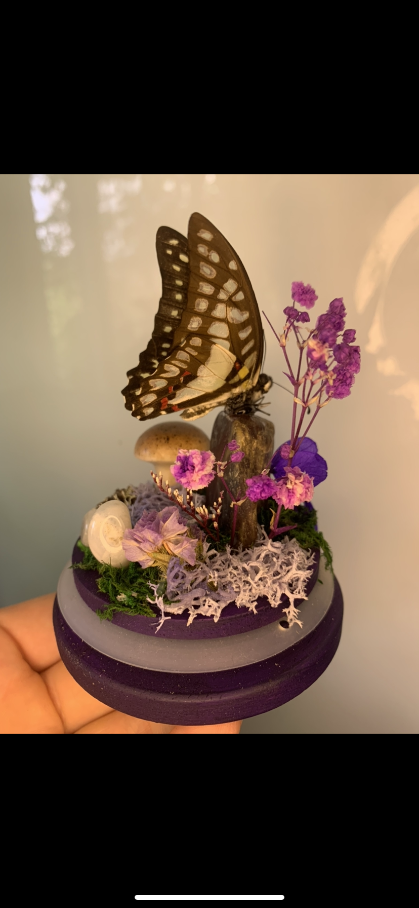 Small butterfly dome