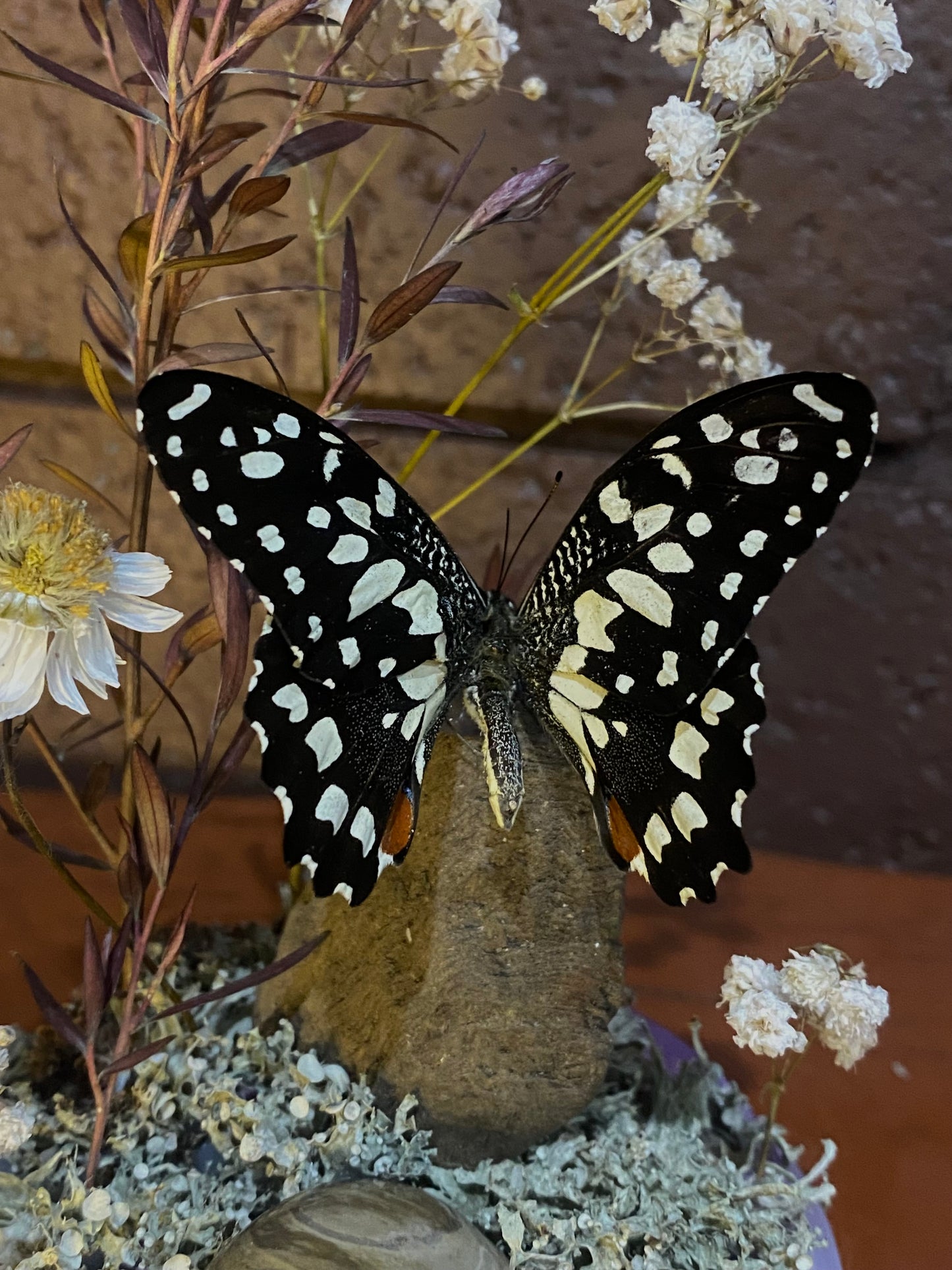Large Purple Butterfly Dome (Papilio demoleus libanius)