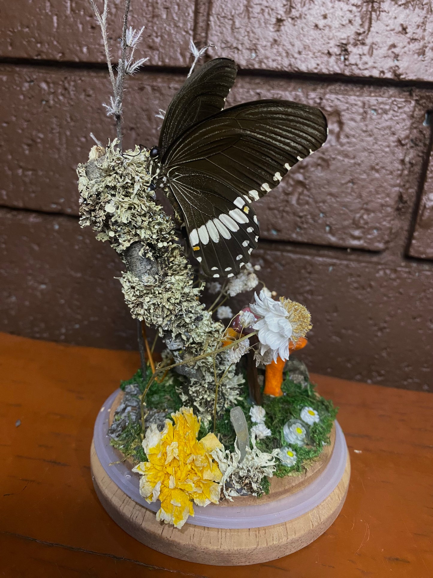 Large Butterfly Dome (Menelaides polytes ledebouria)