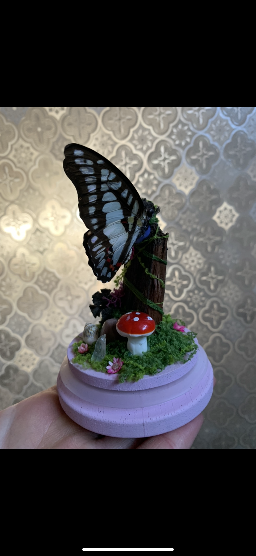 Small Graphium Sarpedon dome