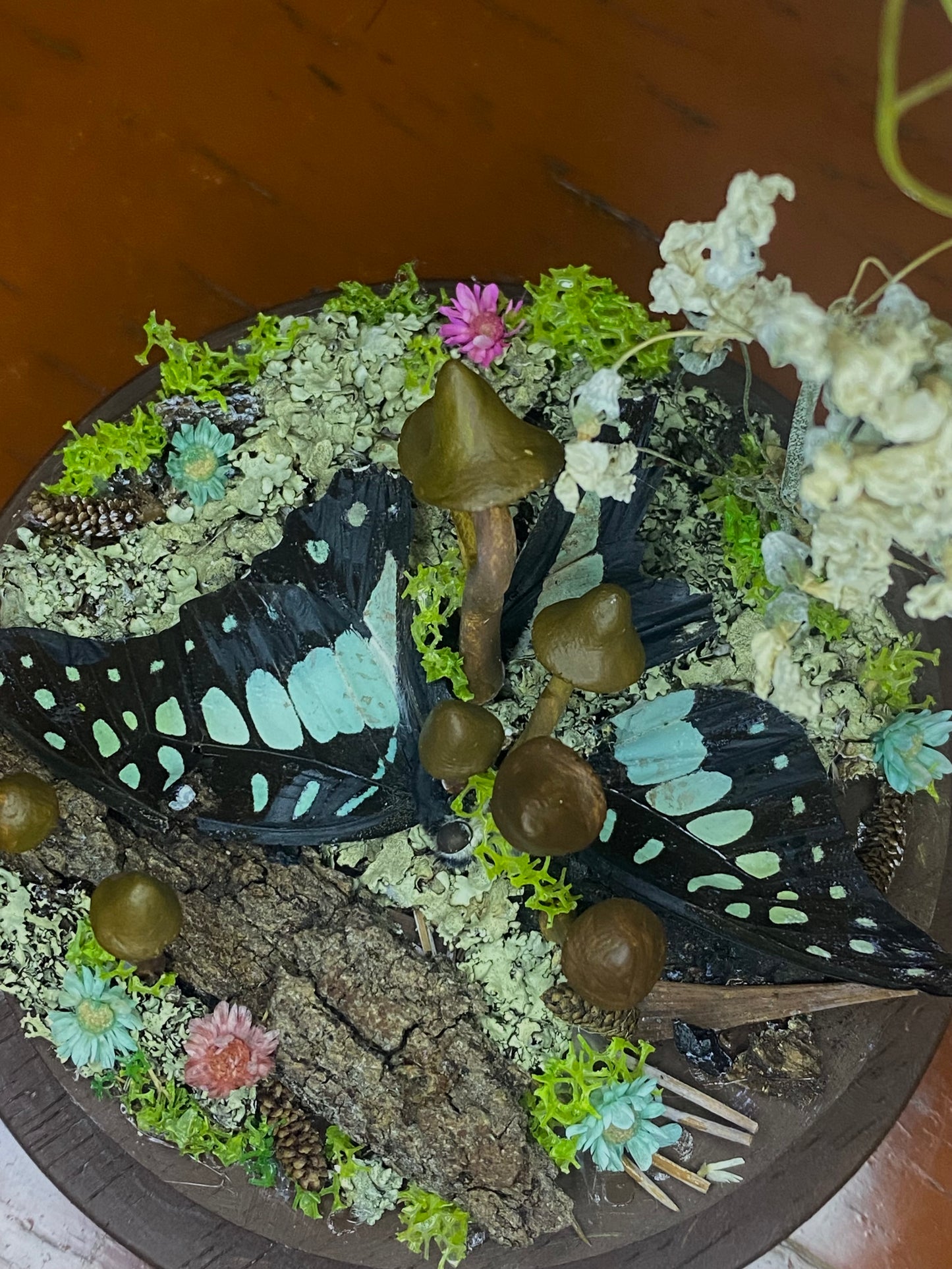 Attack of the Fungi Dome