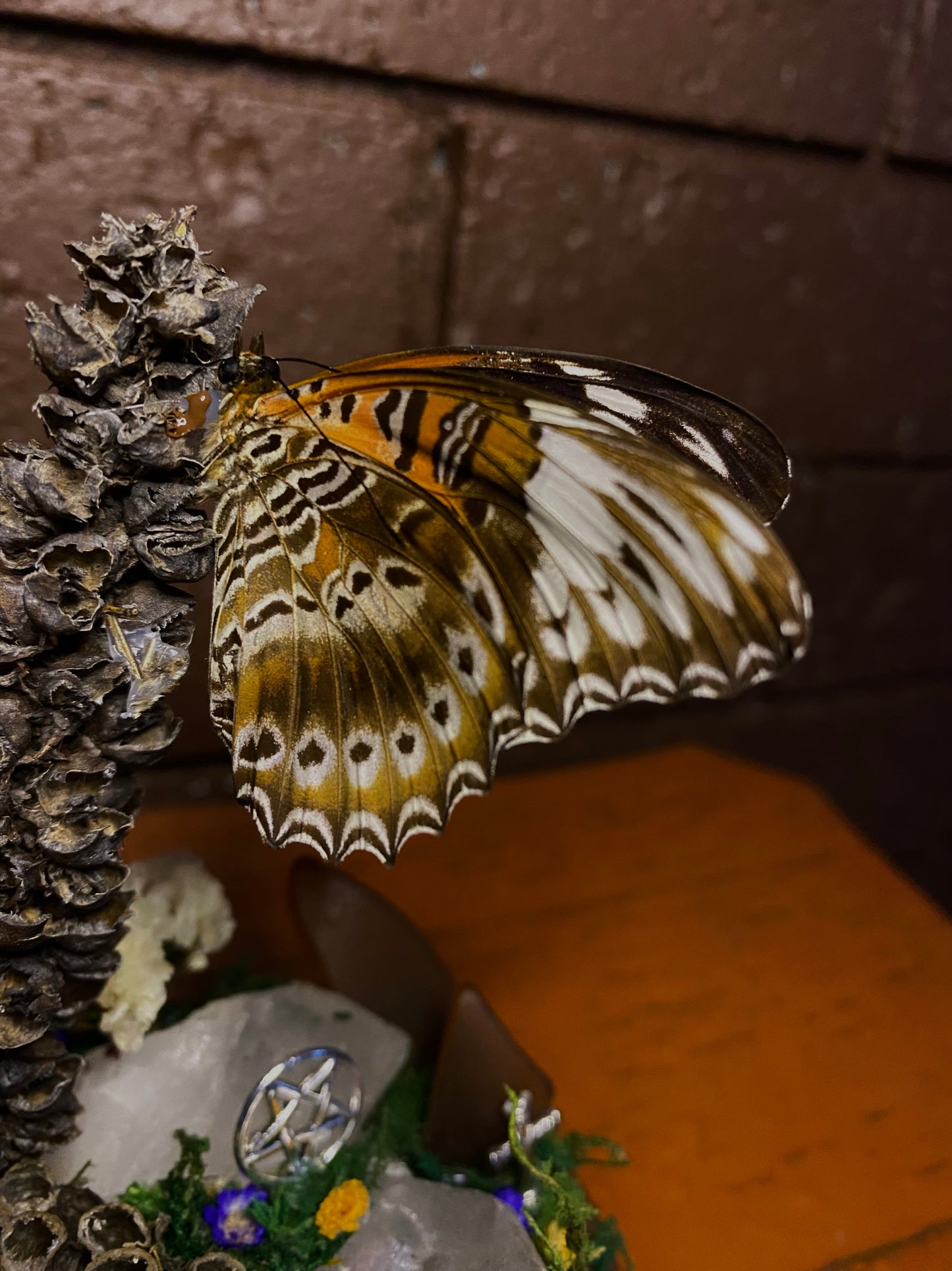 Butterfly Dome (Cethosia chrysippe cydippe)