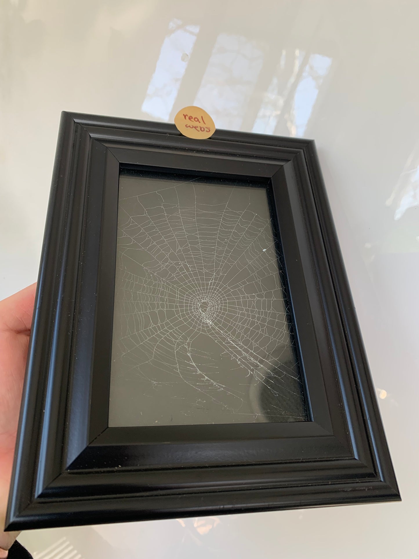 Real spider web frame