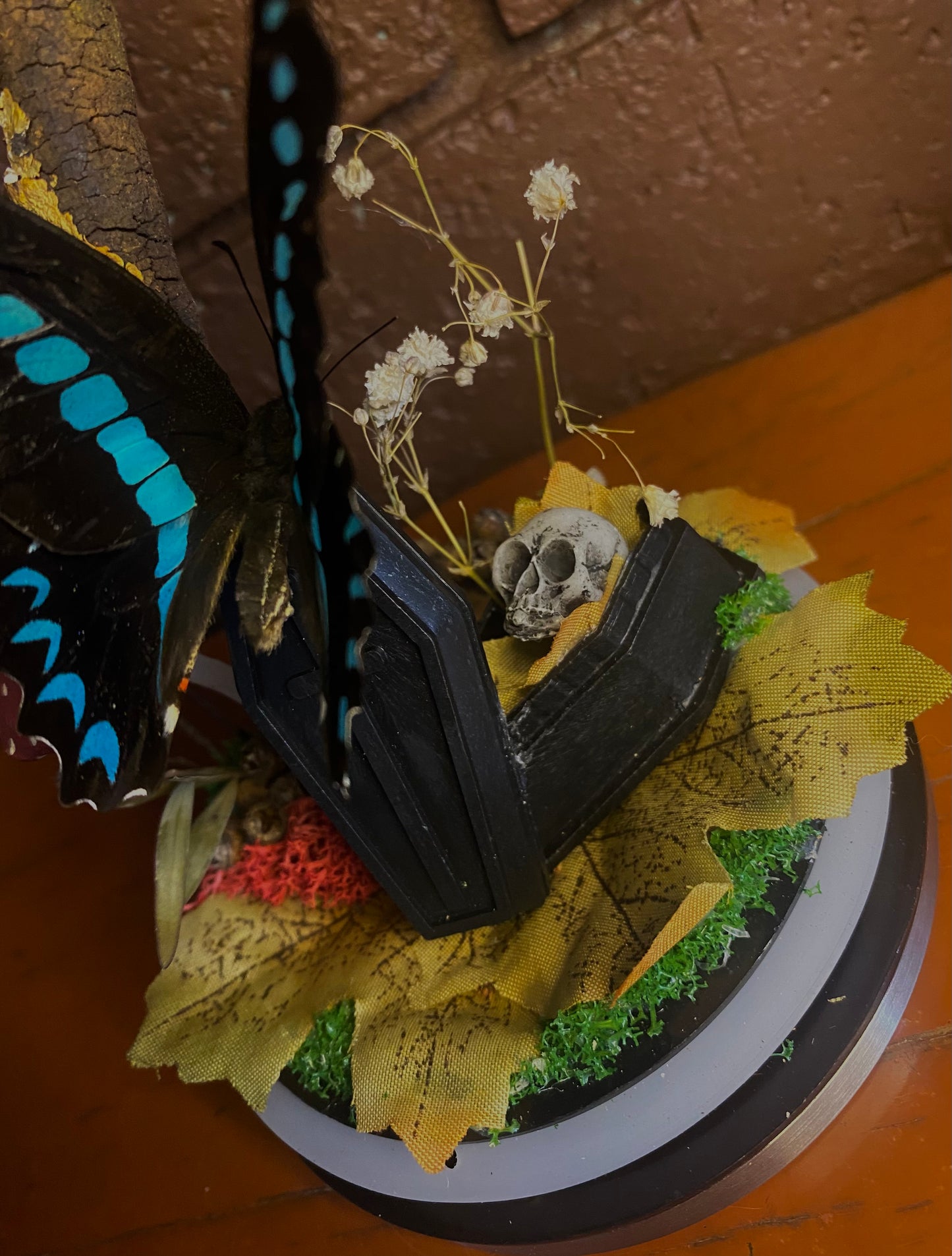 Butterfly Coffin Dome (Graphium Sarpedon)