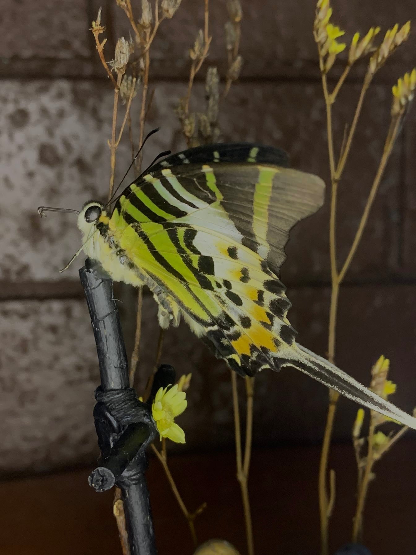 Zombie Butterfly Dome with (Graphium euphrates)