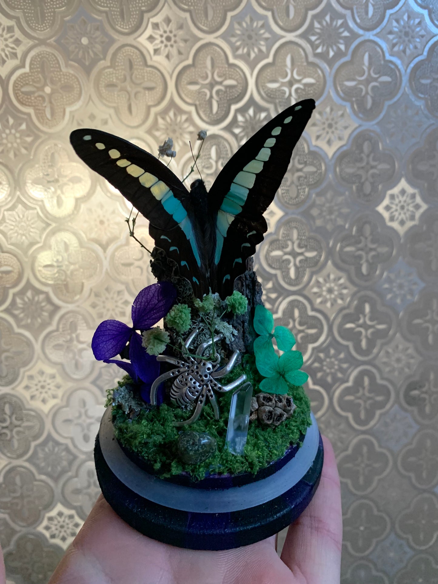 Small Graphium Sarpedon dome