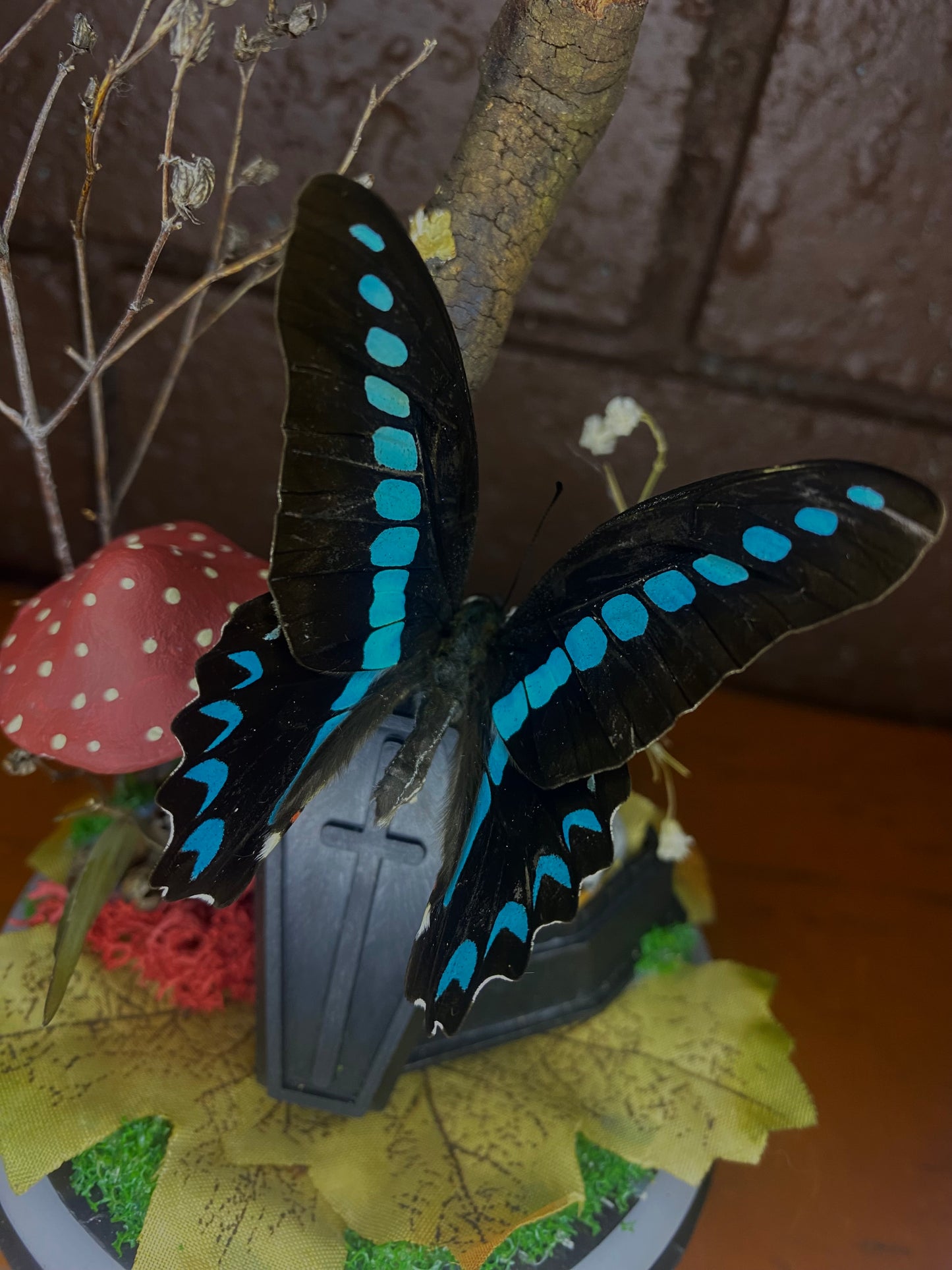 Butterfly Coffin Dome (Graphium Sarpedon)