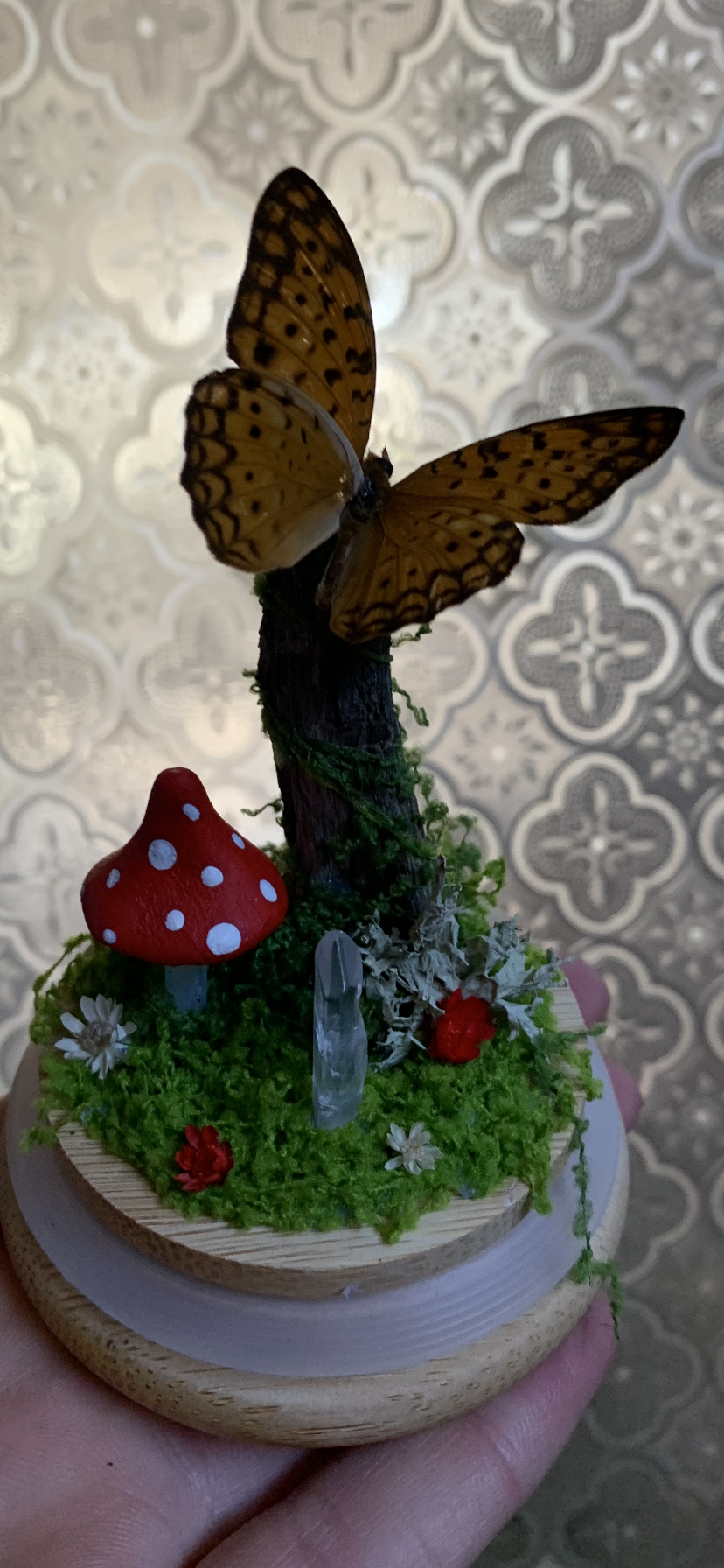 Small butterfly dome