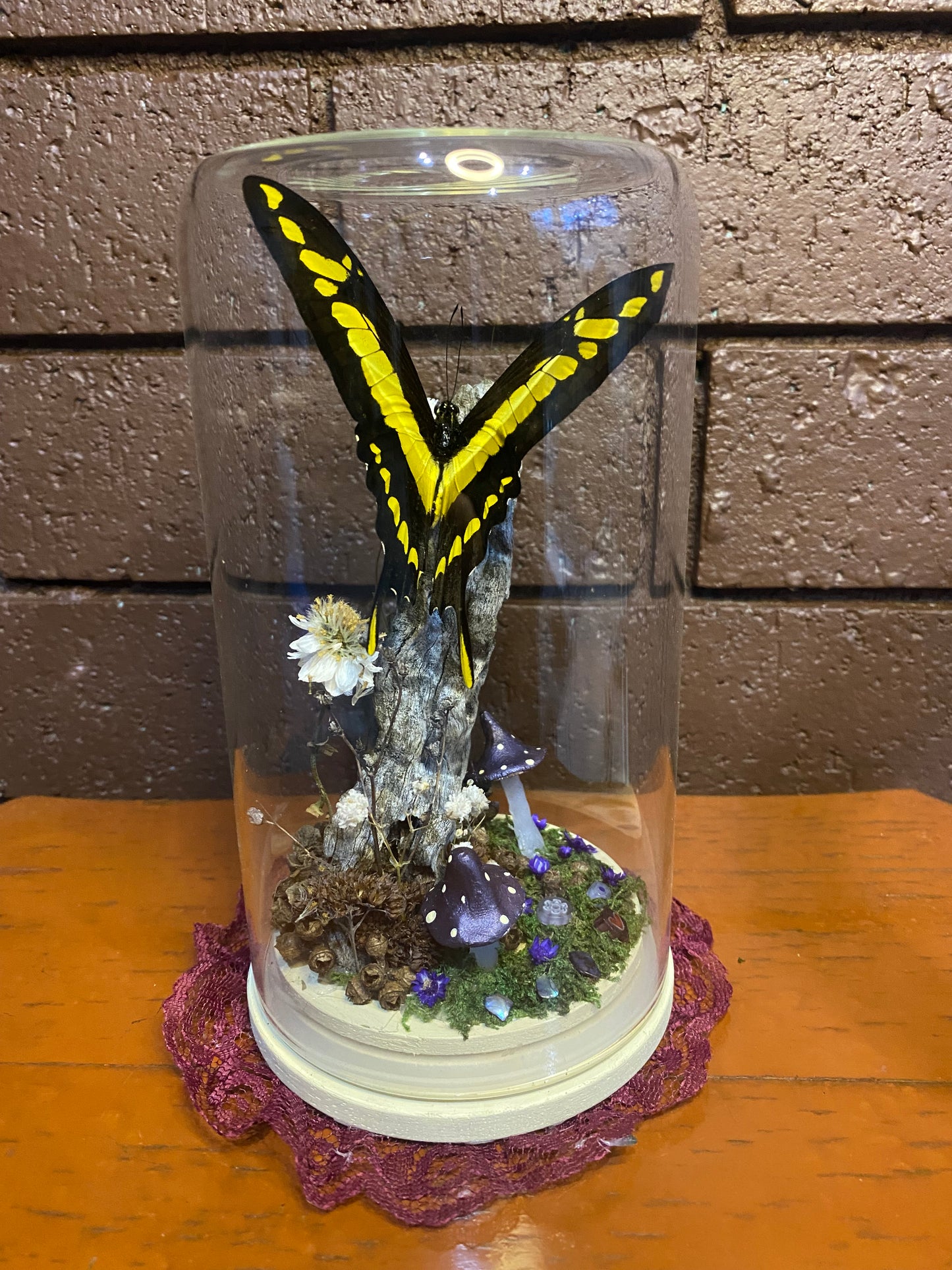 Large Butterfly Dome with Heraclides thoas