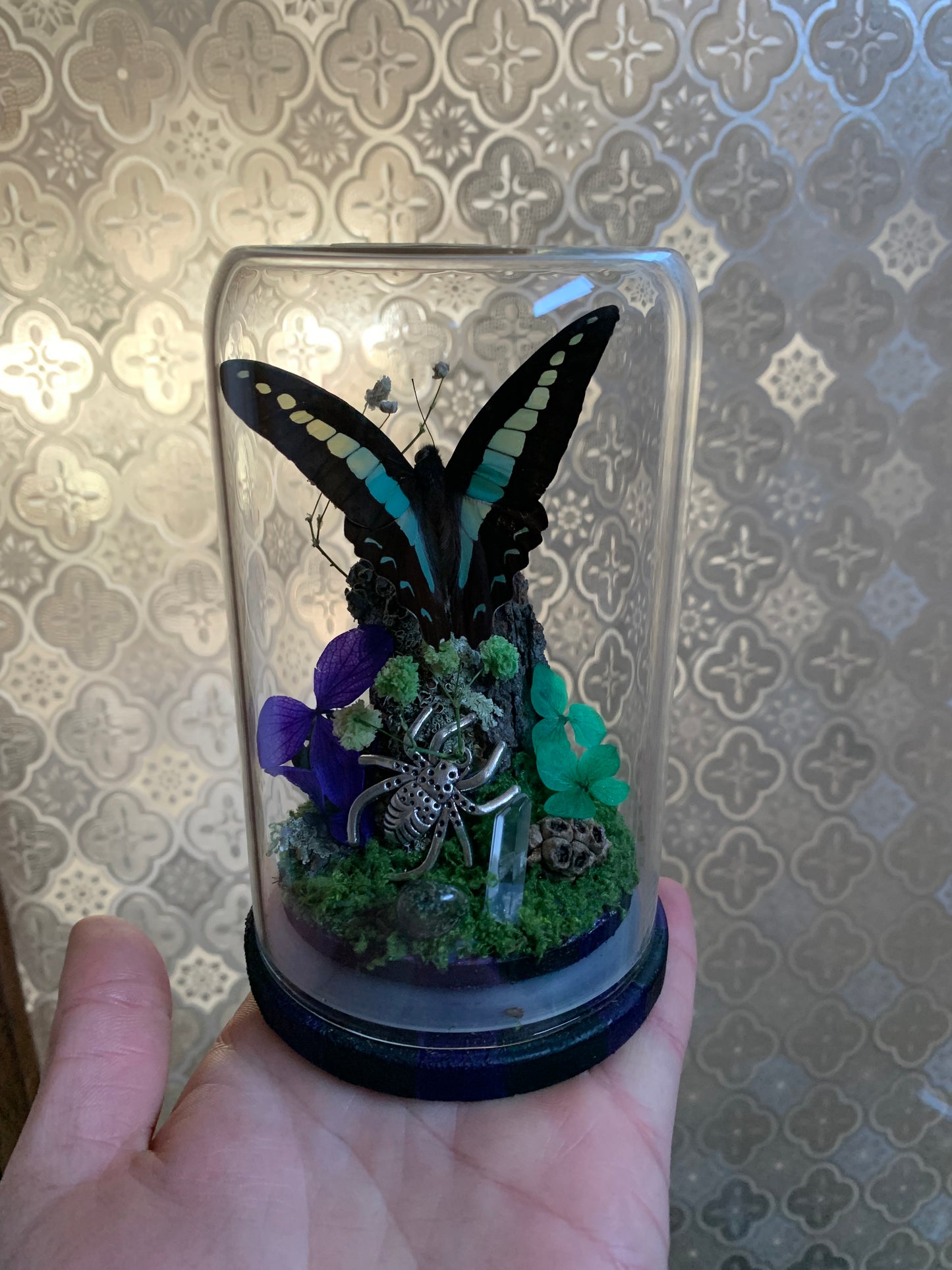 Small Graphium Sarpedon dome