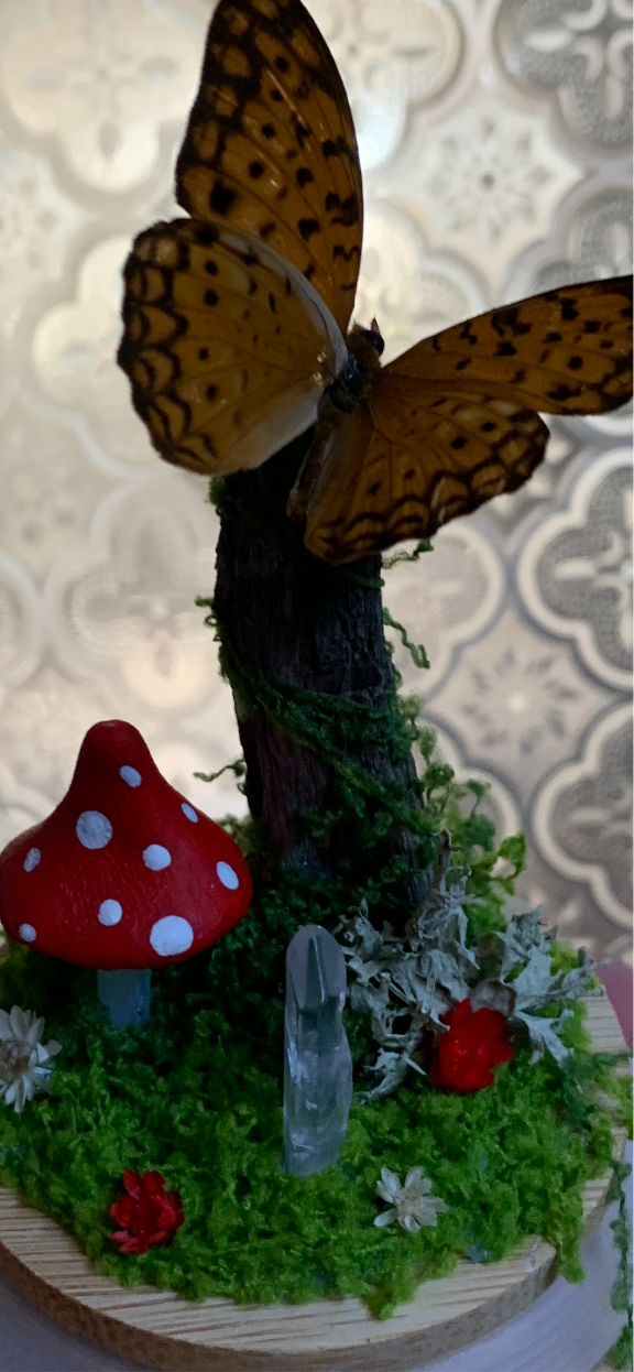 Small butterfly dome