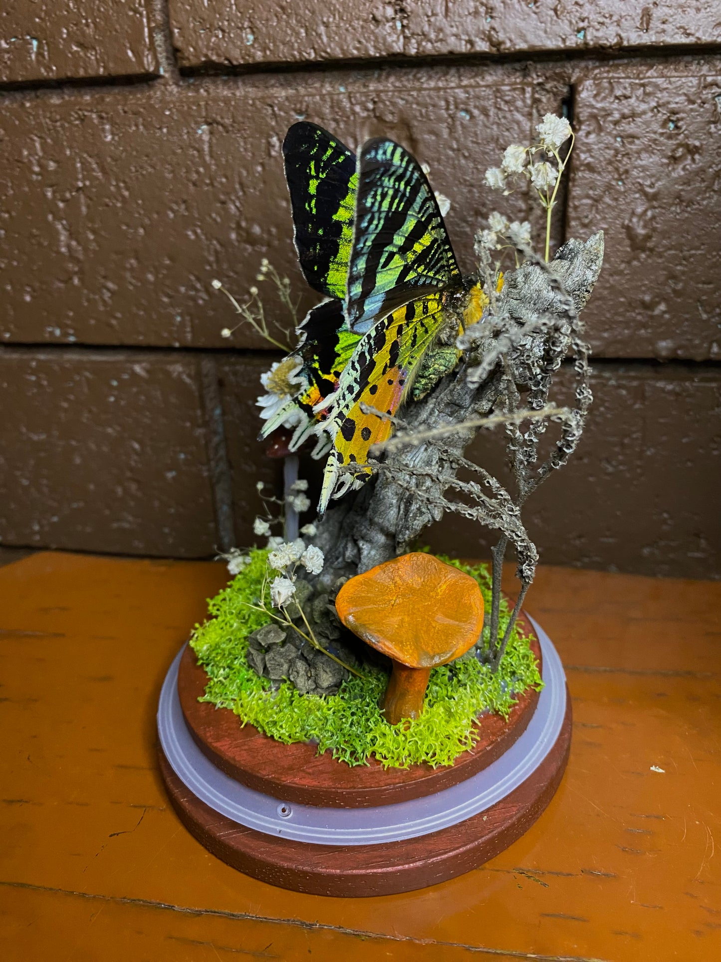 Large Butterfly Dome with Sunset Moth