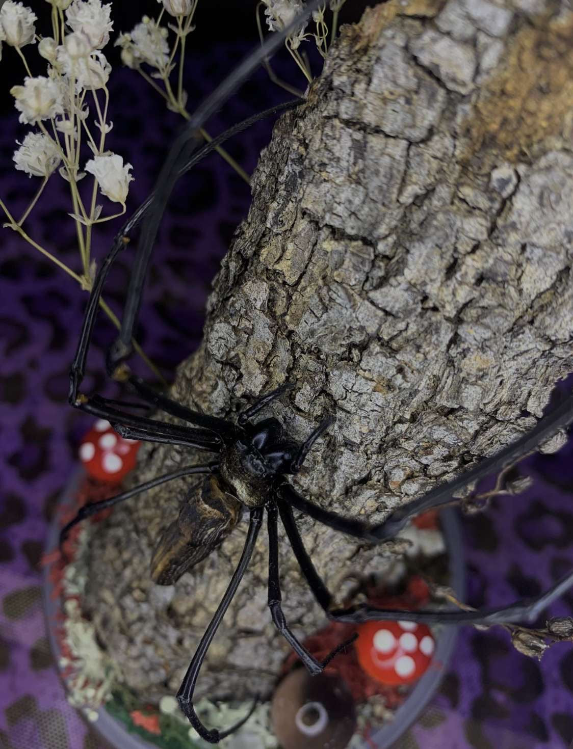Golden Orb Spider Dome