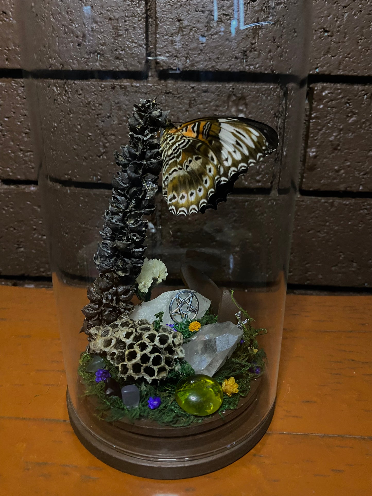 Butterfly Dome (Cethosia chrysippe cydippe)