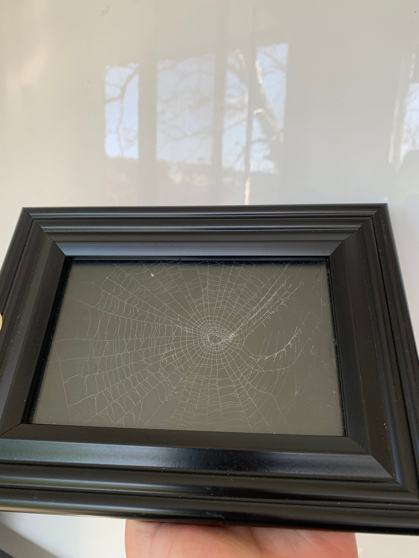 Real spider web frame