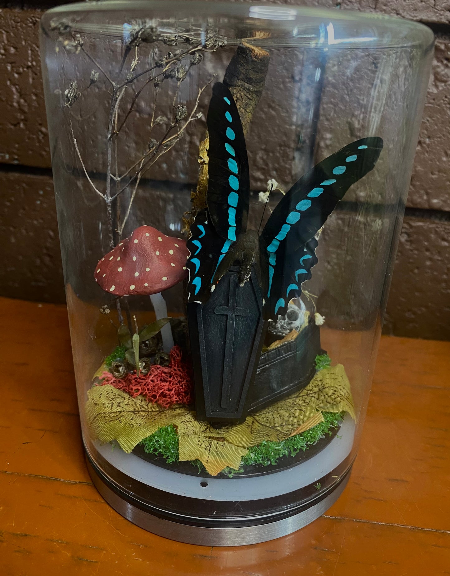 Butterfly Coffin Dome (Graphium Sarpedon)