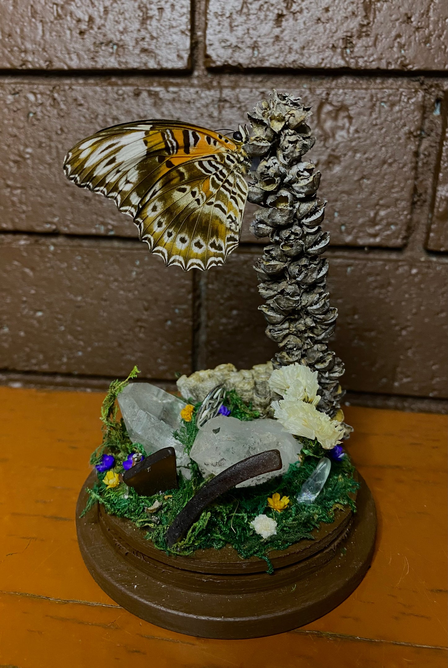 Butterfly Dome (Cethosia chrysippe cydippe)