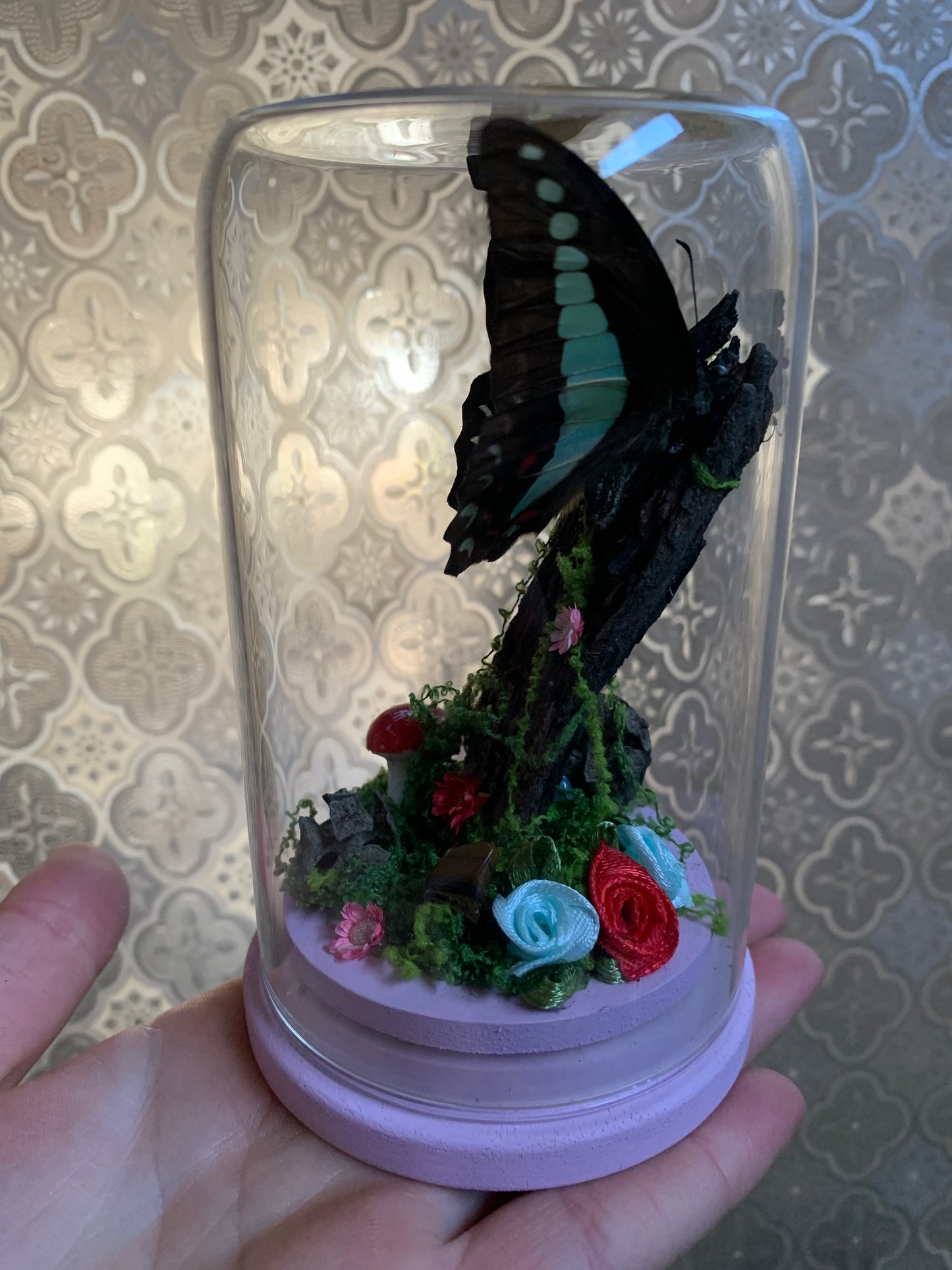 Small Graphium Sarpedon dome