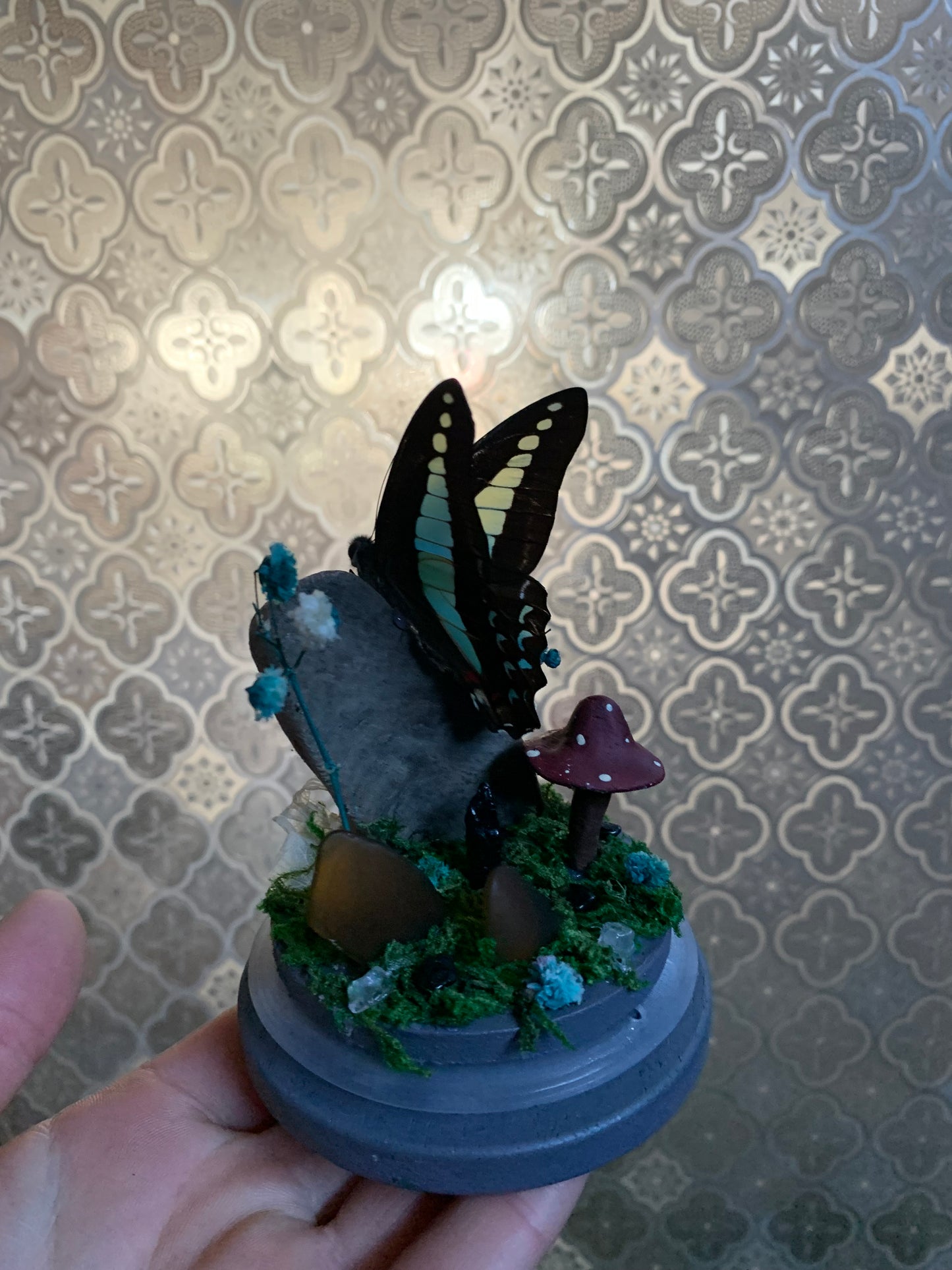 small Graphium sarpedon butterfly dome