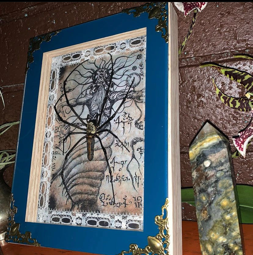 Framed Orb Spider (Nephila)