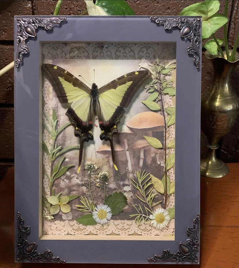 Framed butterfly
