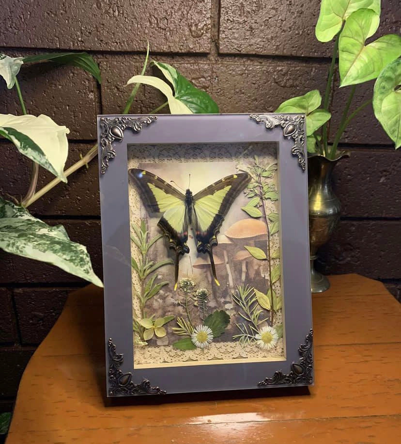 Framed butterfly