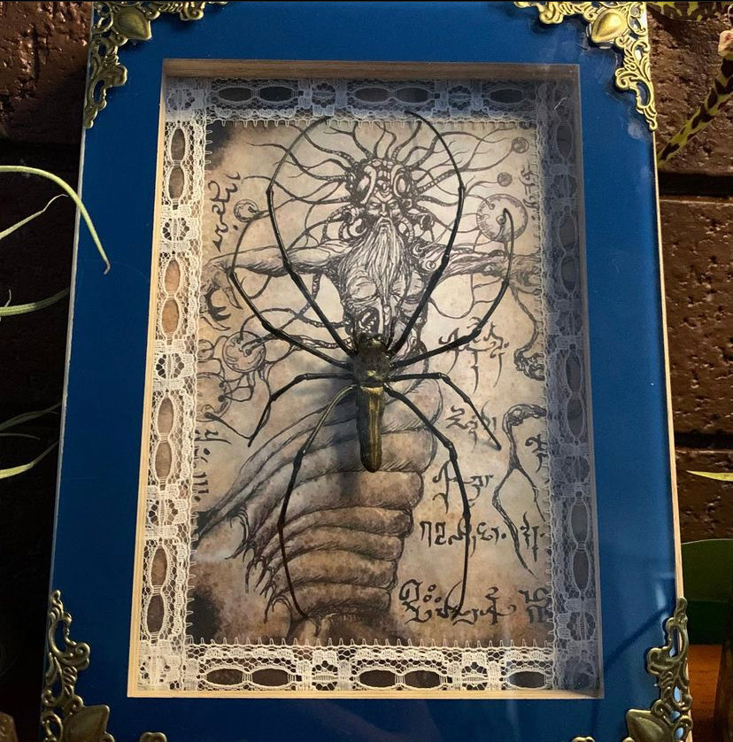 Framed Orb Spider (Nephila)